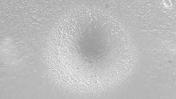 PROPHYflex4_Strahlflaeche_WW.jpg
